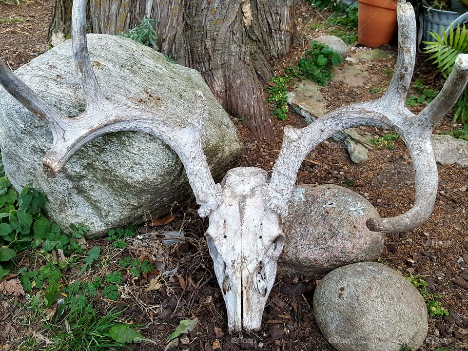 Living on a farm, one finds use for all sorts of odds and ends. This skull and antlers is just a taste of country decor in our neck of the woods.