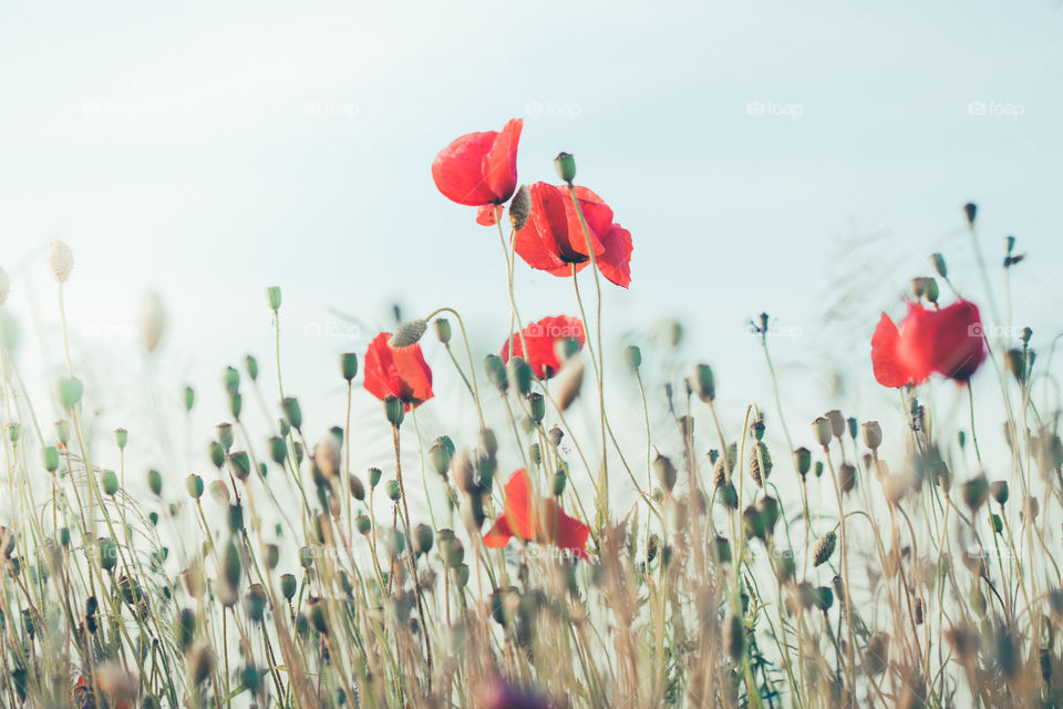 Poppies flowers and other plants in the field. Flowery meadow flooded by sunlight in the summer