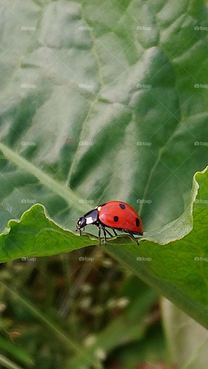 Ladybug