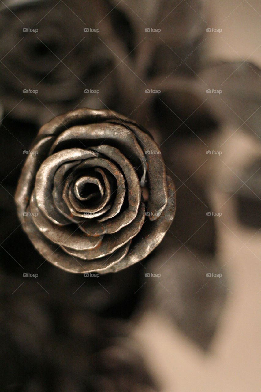 iron rose of Norway
