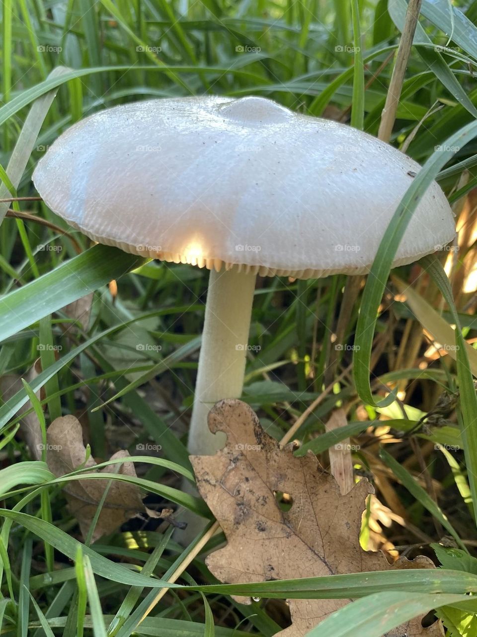 Mushroom 