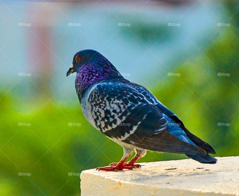 Bird photography  - dove  - pose