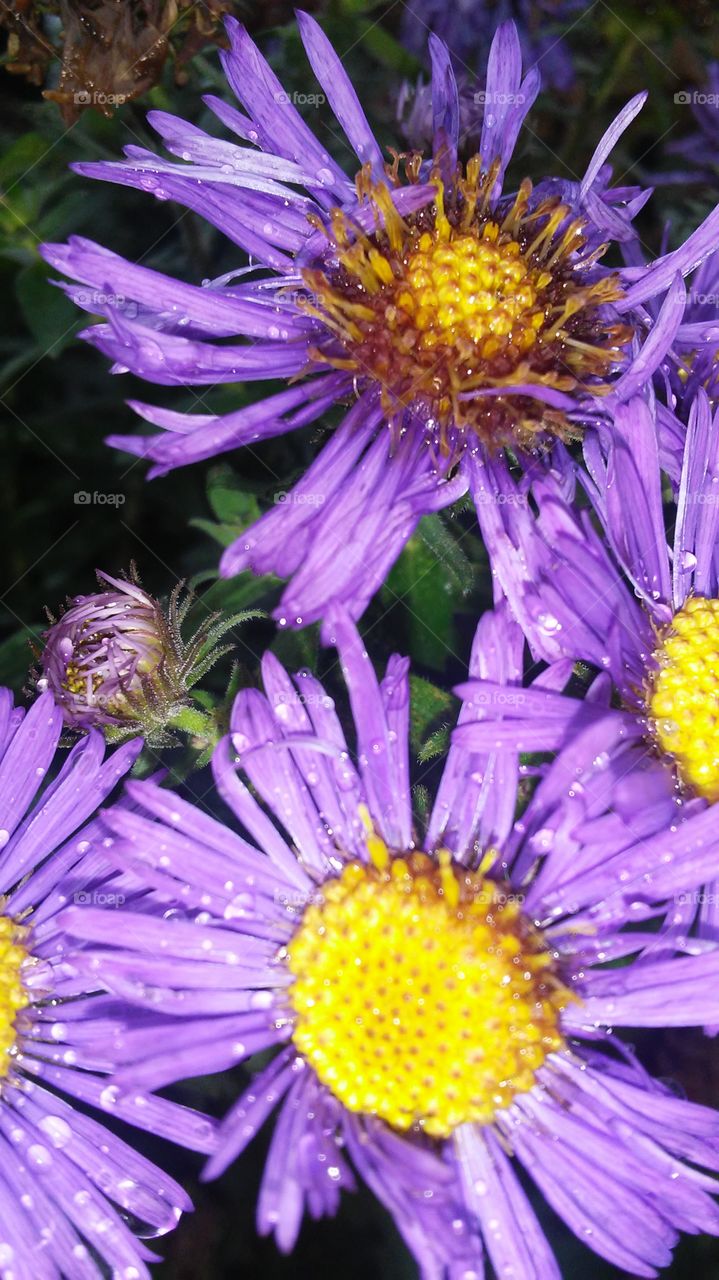 Nature, Flower, Summer, Flora, Garden