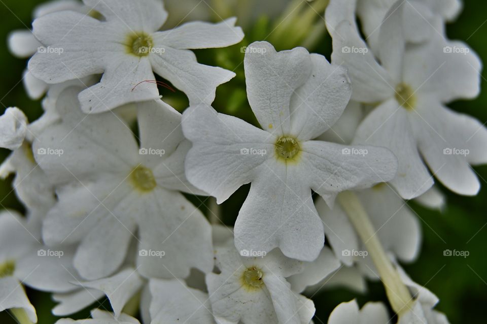 Dogwood Flowers. Dogwood flowers