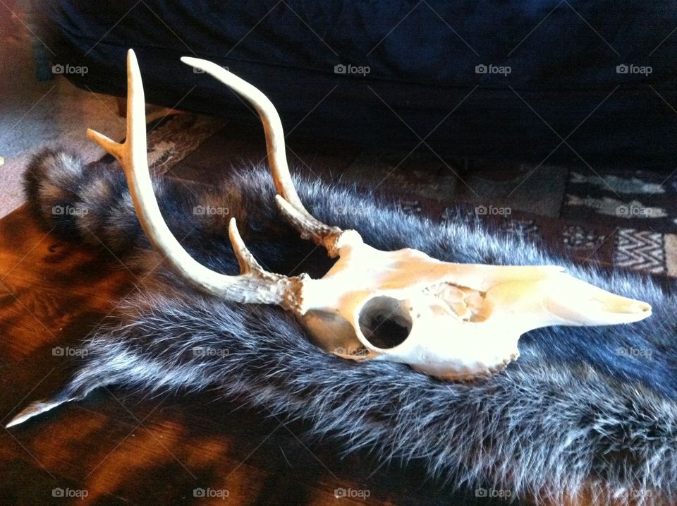 Deer skull and raccoon hide. 