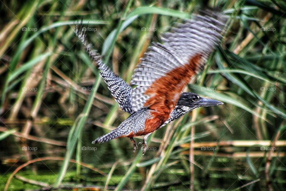 Giant kingfisher caught in flight. in short we call it a BIF ( birds in flight)