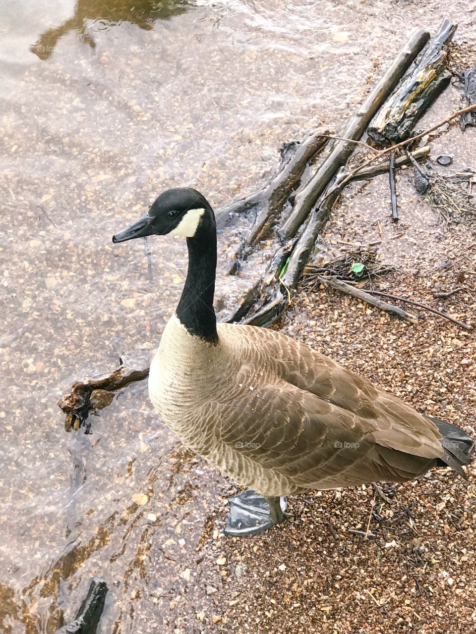 Goose