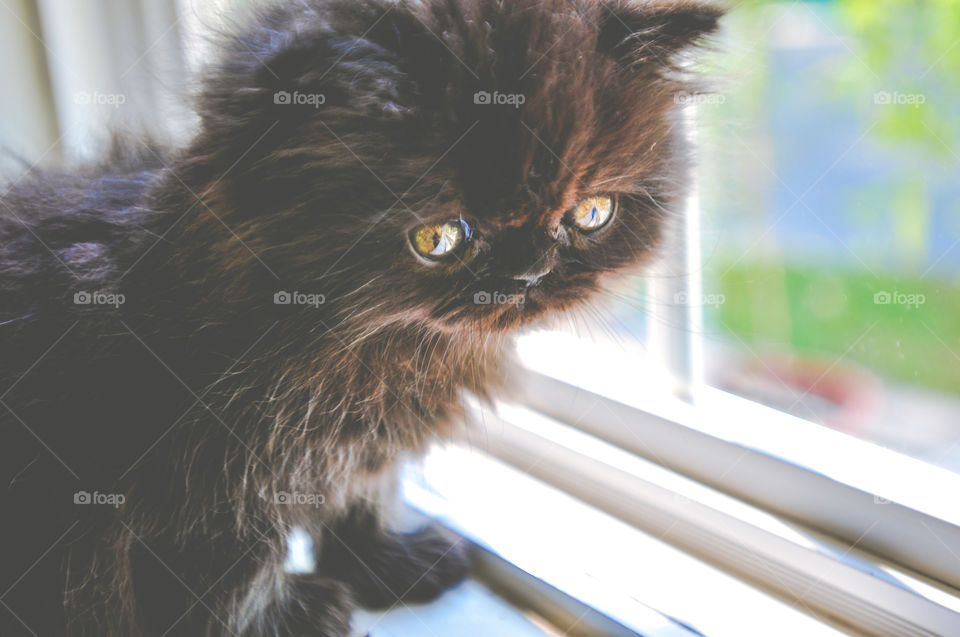 Black Persian Kitten with Gold Eyes in Window 2