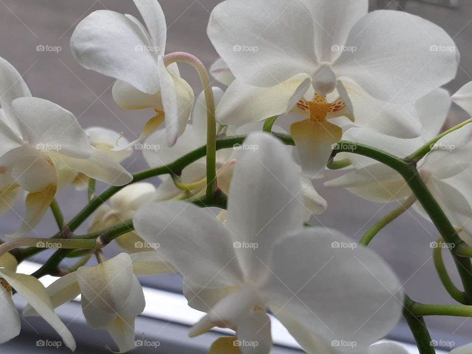 an orchid at the end of town in silence