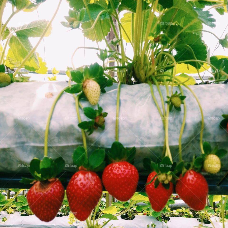 "Strawberry". at Strawberry garden Cameron Highland