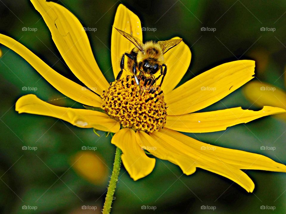 This is spring - Honeybee - The worker bees are about ½ inch long, yellow and black in color and are covered by numerous hairs on their bodies.