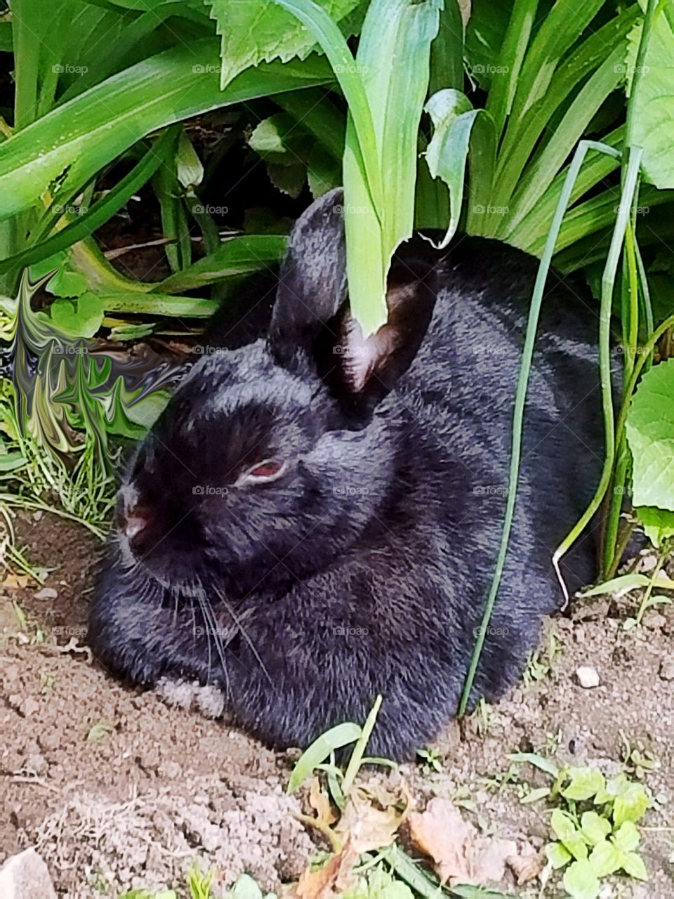 Little, Nature, Cute, Animal, Grass