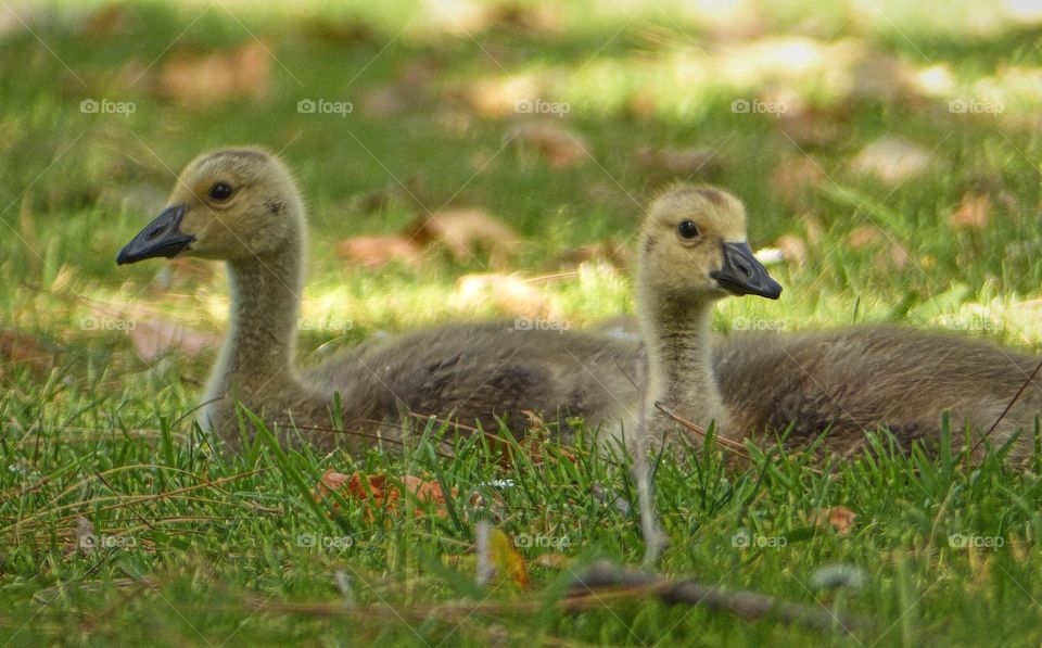 Two goslings sitting in the grass