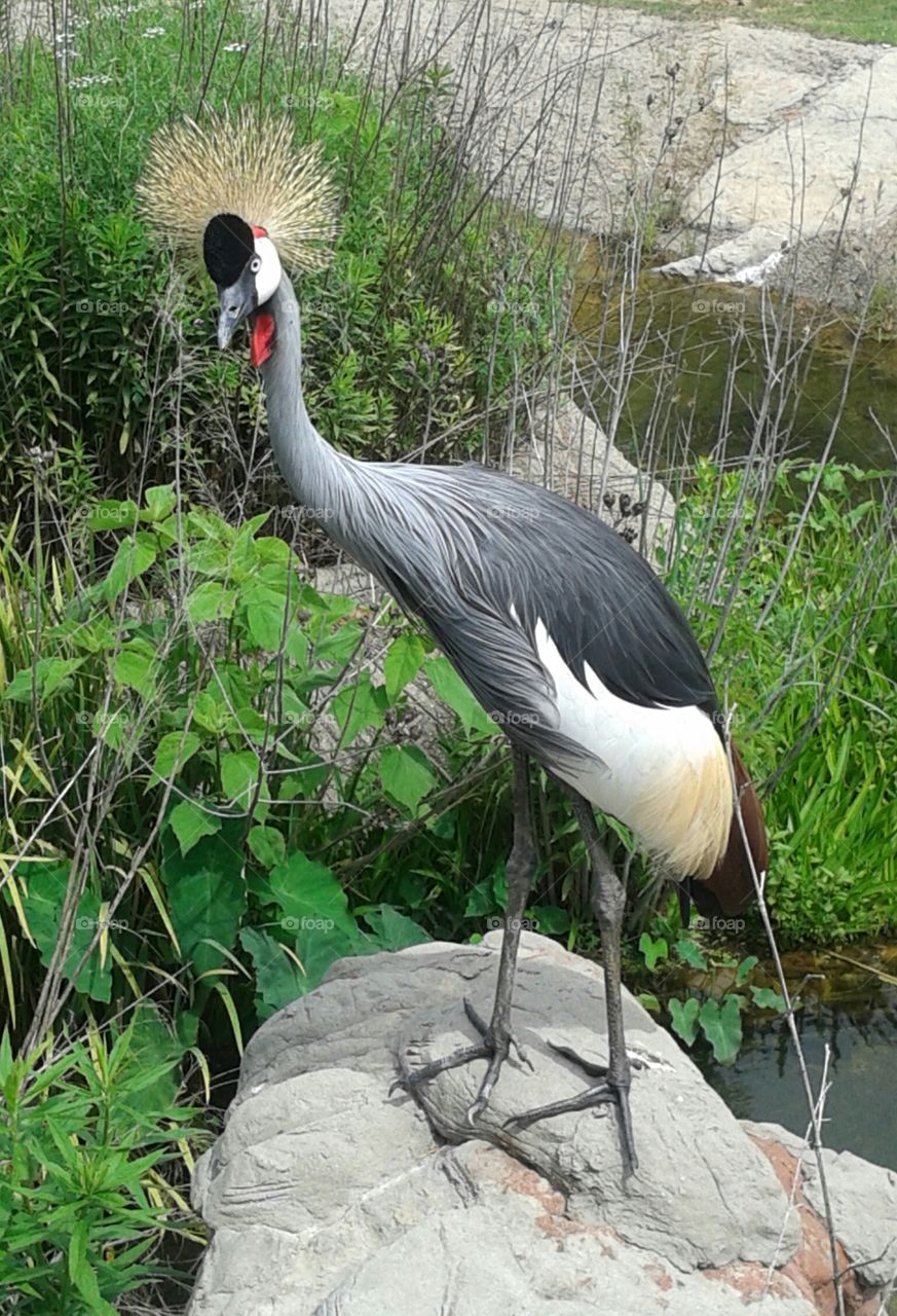 Crested crane in zoo standing on rock