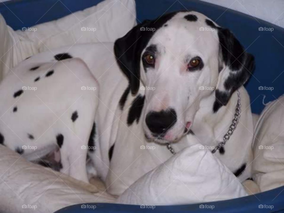 Dalmatian dog with ghost face markings , black patch and spots