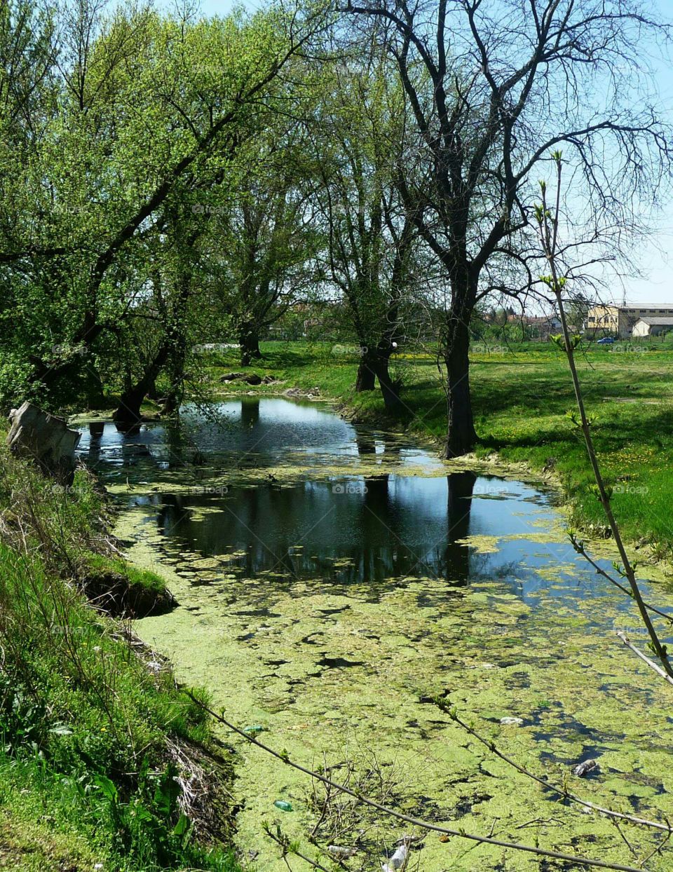 nature pond