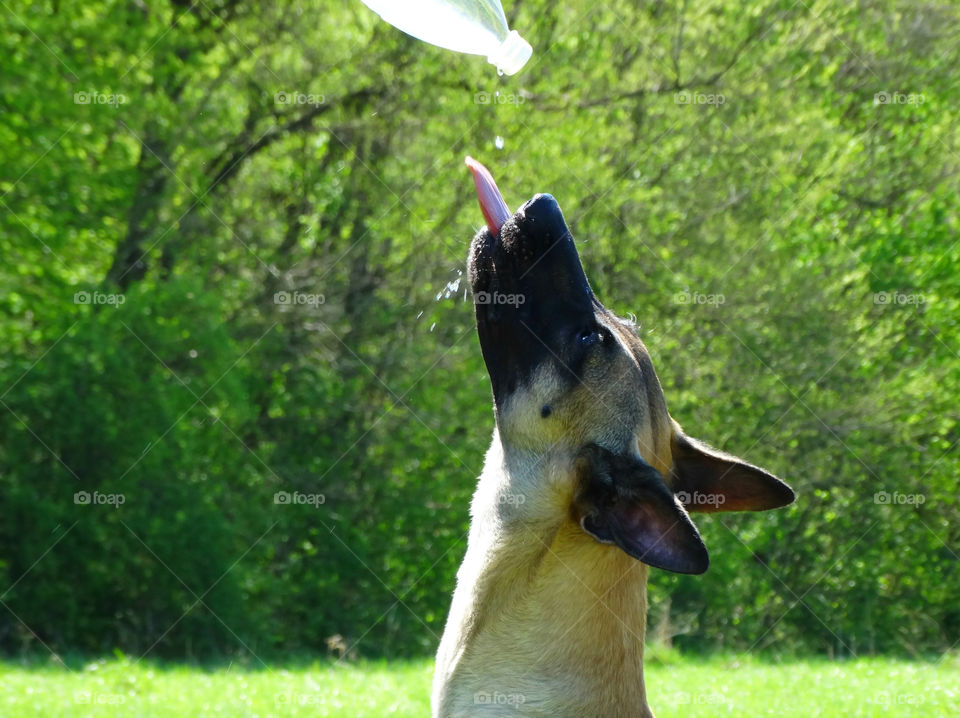 Malinois