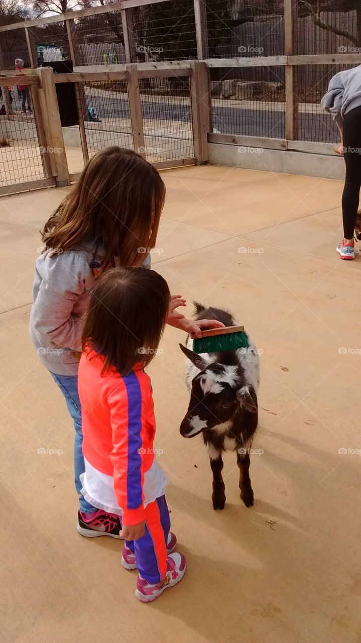 girls brushing a goat