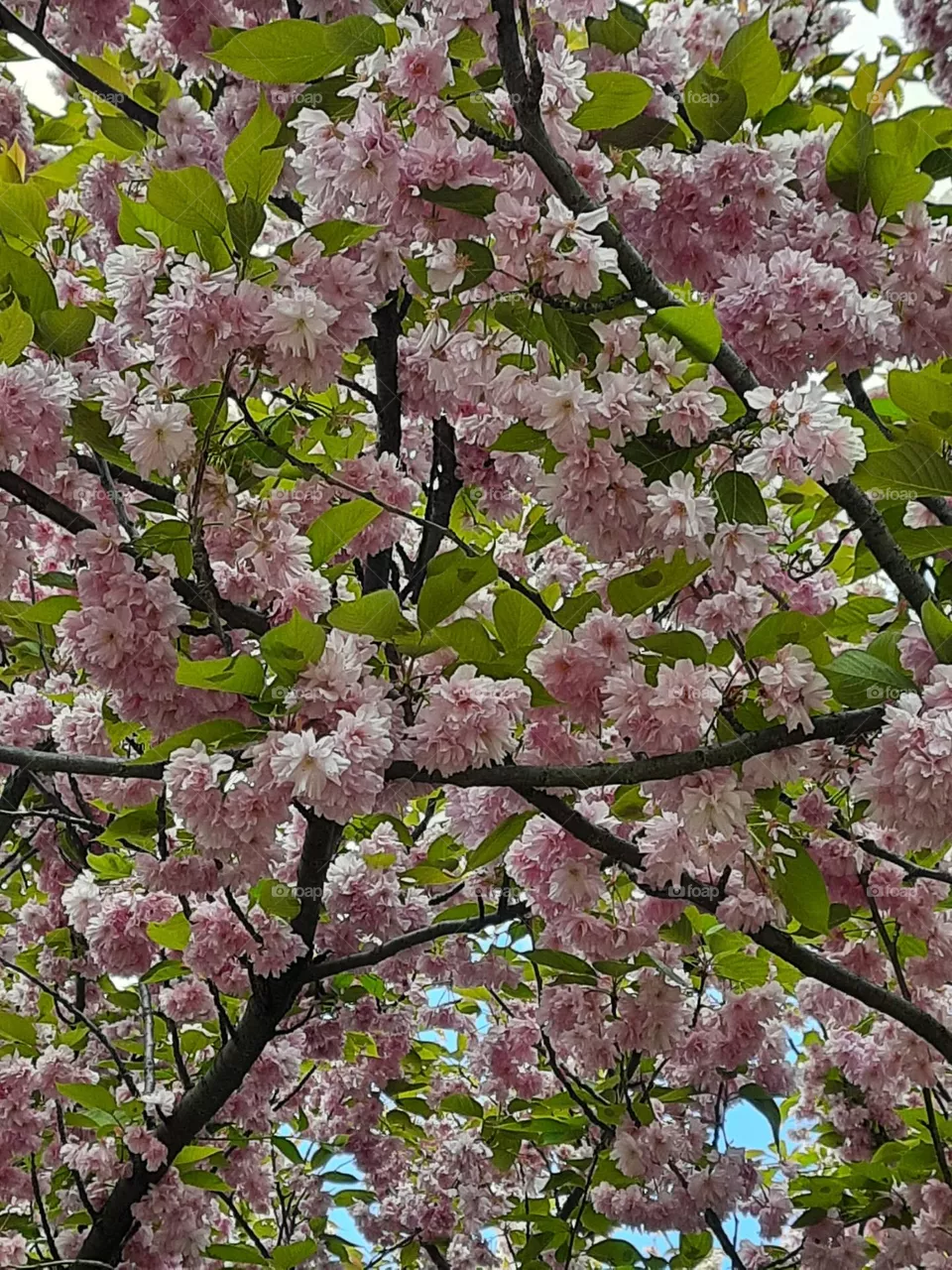 blooming 2