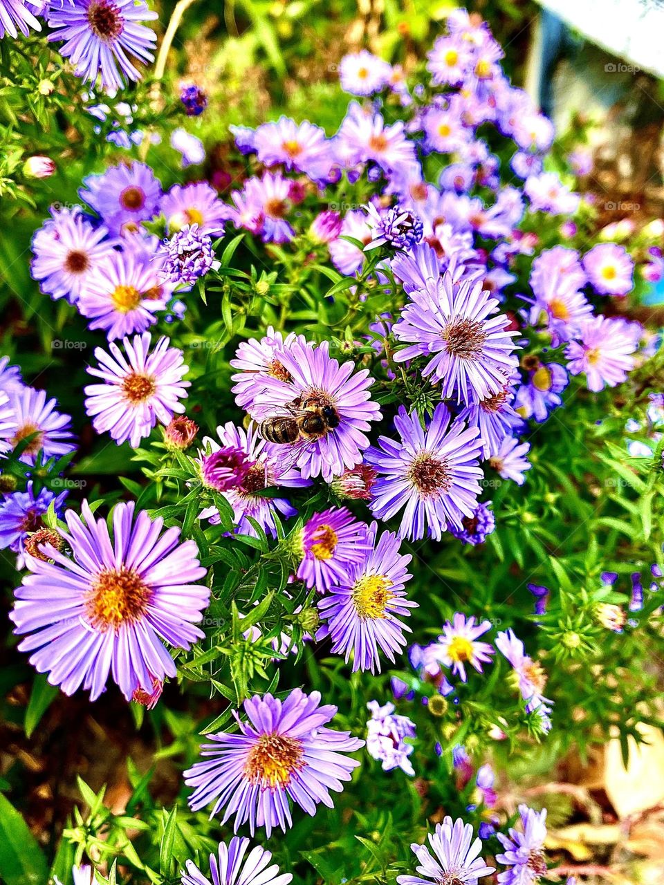 #chrysanthemum #bee#