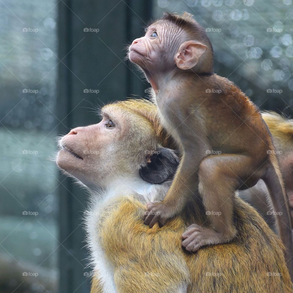 Monkey, mother and child