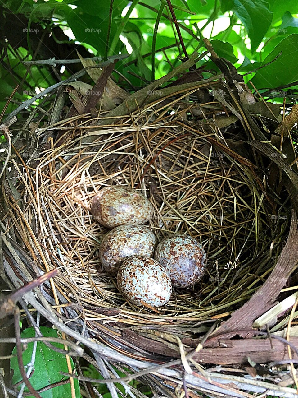 Four eggs in a nest