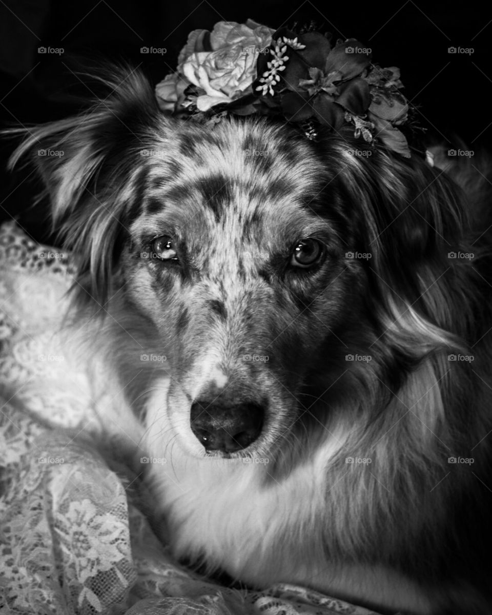 Flower dog portrait