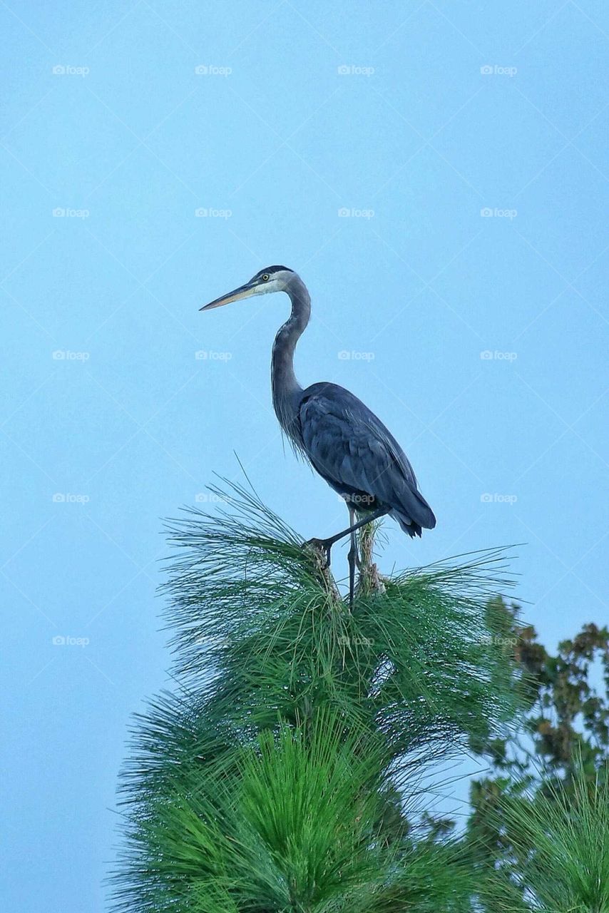 Great Blue Heron