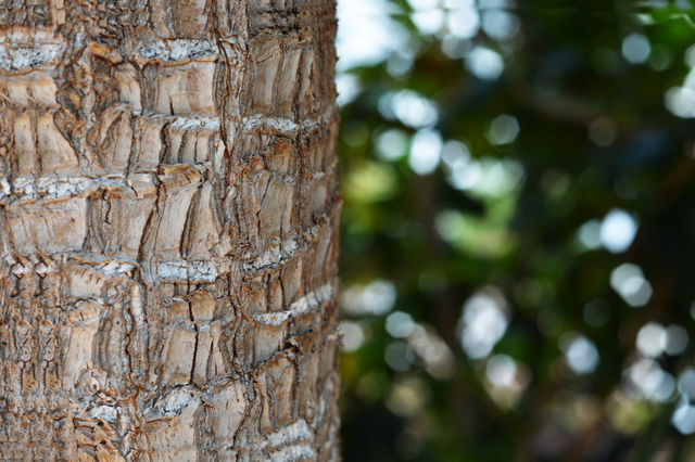 Tree trunk - Selective focus with green natural leaves bokeh blurred background. Copy space.