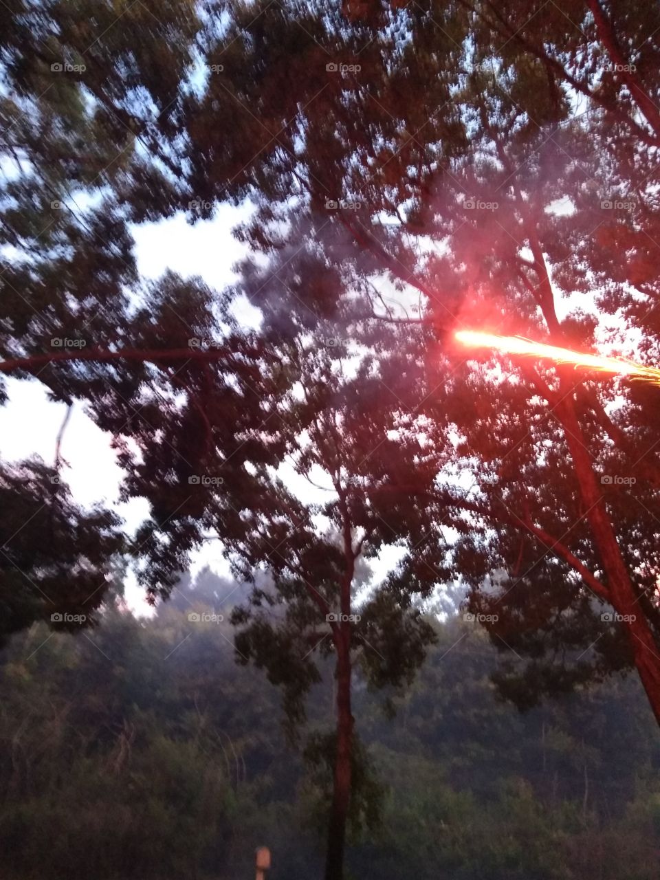 fireworks in the trees