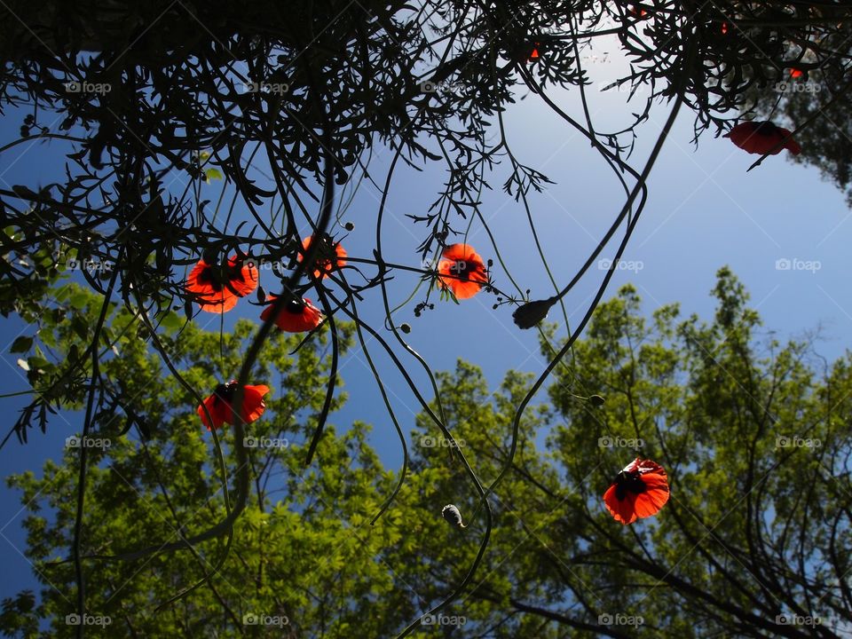 Poppy flowers on the blue sky background 