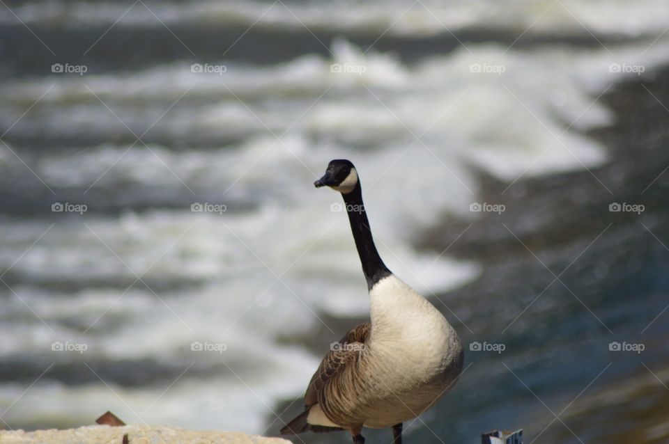 Goose Portait