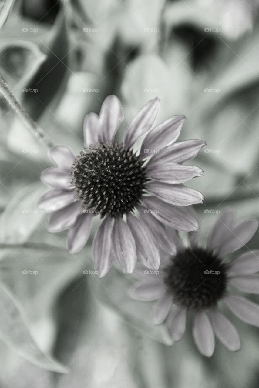 black and white coneflowers