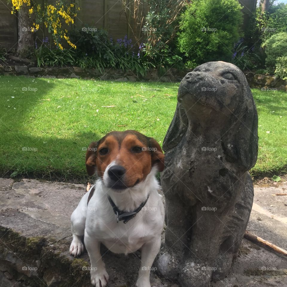 Jack Russell with dog statue