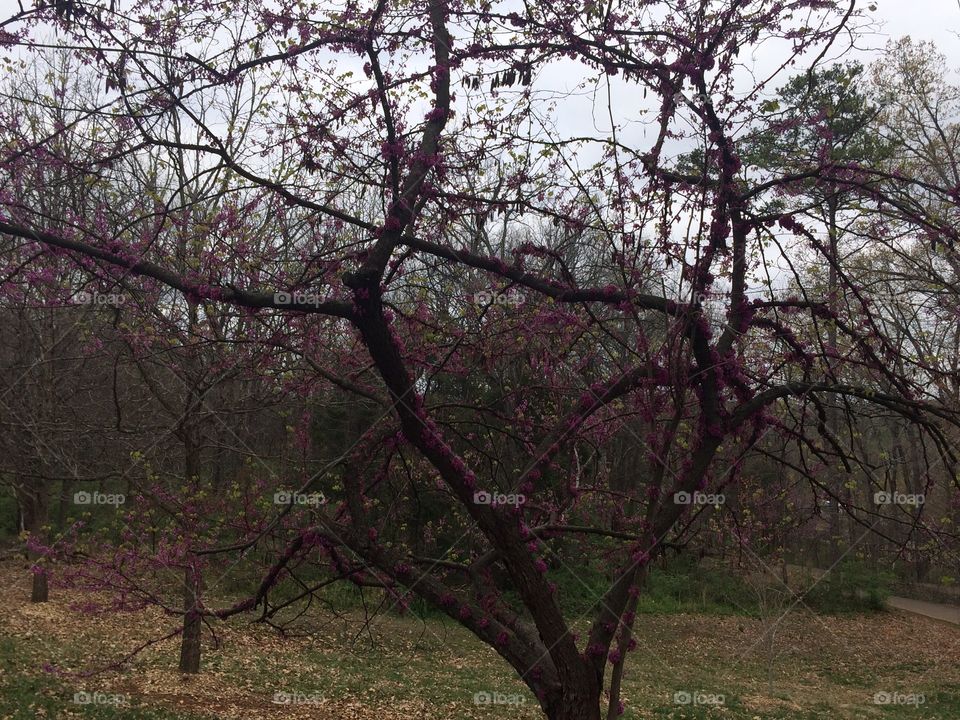 A beautiful redbud begins the process of offering color to the trails through a Woodland Park in early spring.