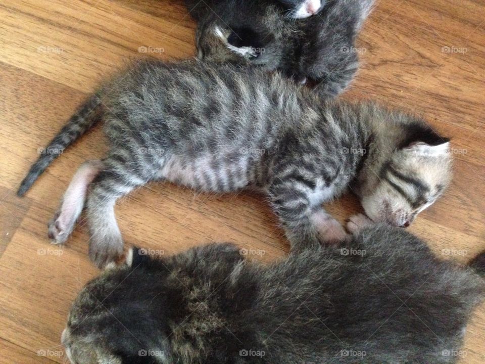 Cute kittens 