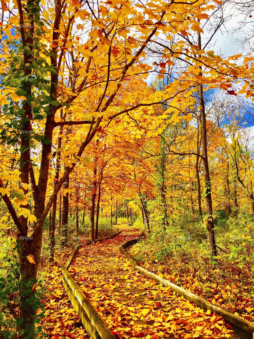 Michigan autumn path. 
