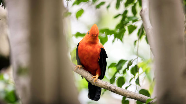birds
