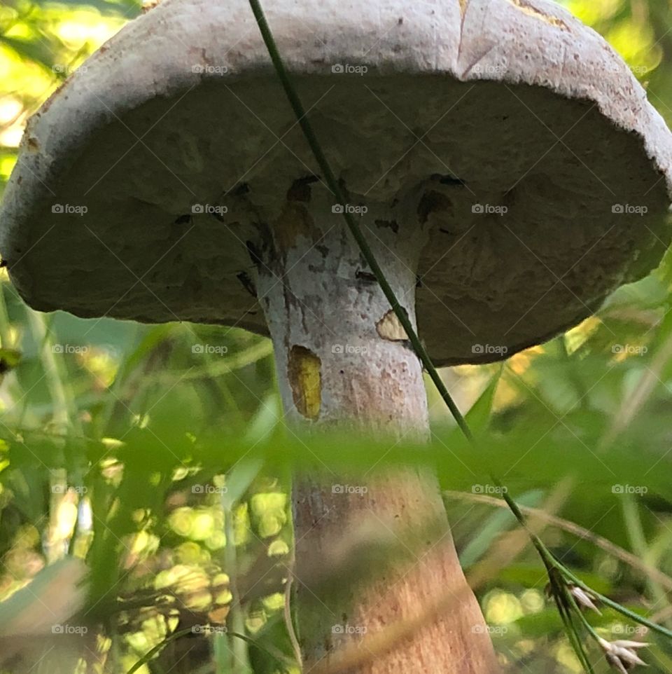 Wild mushroom 