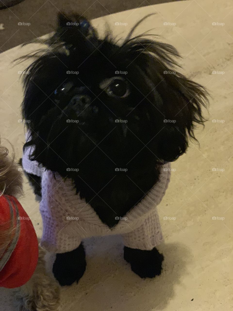 Dog, Portrait, Canine, Mammal, One