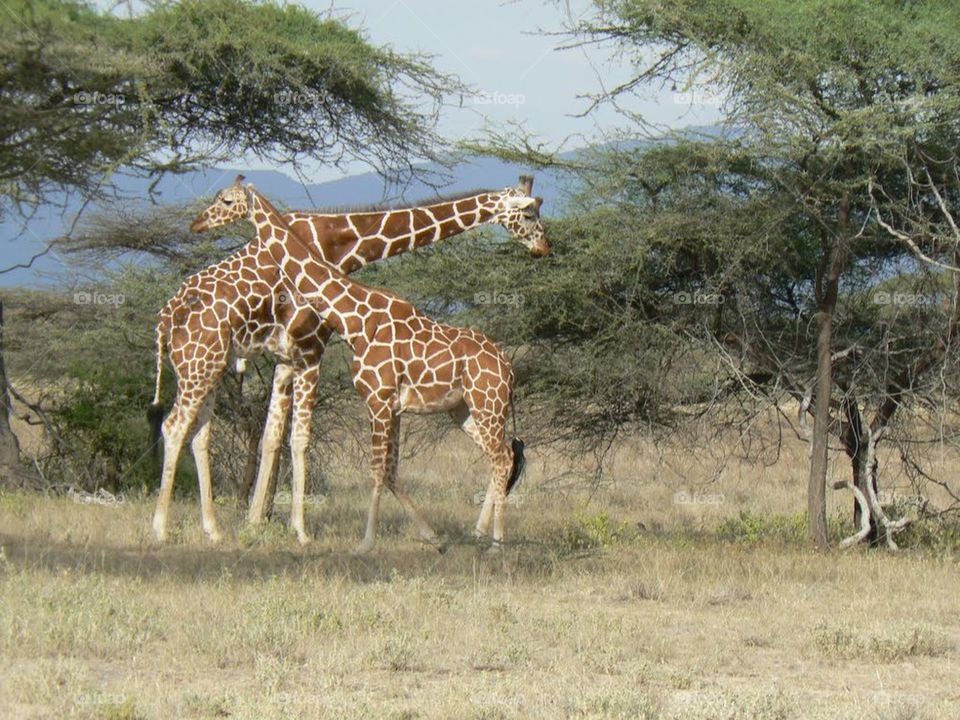 Kenya and a mother and daughter giraffe