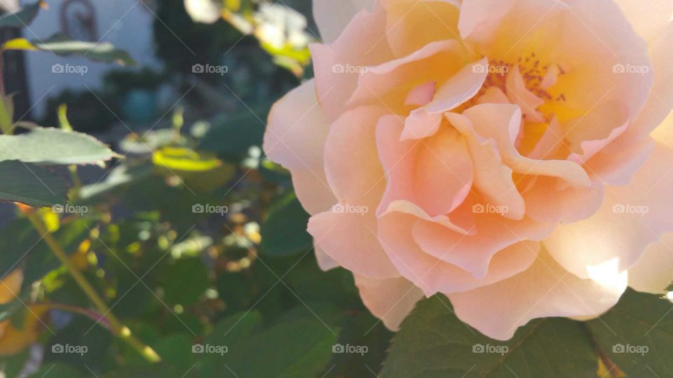 Pretty Rose in bloom in November in California