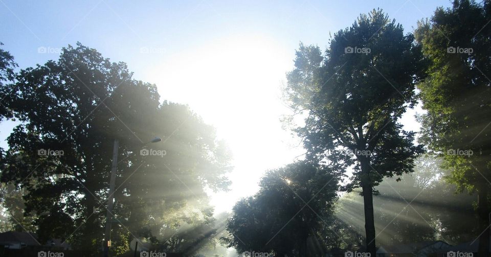 Foggy day and sun rays