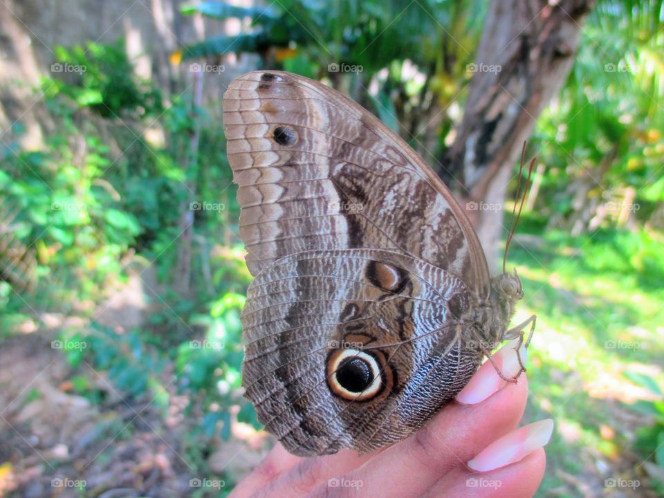 owl butterfly
