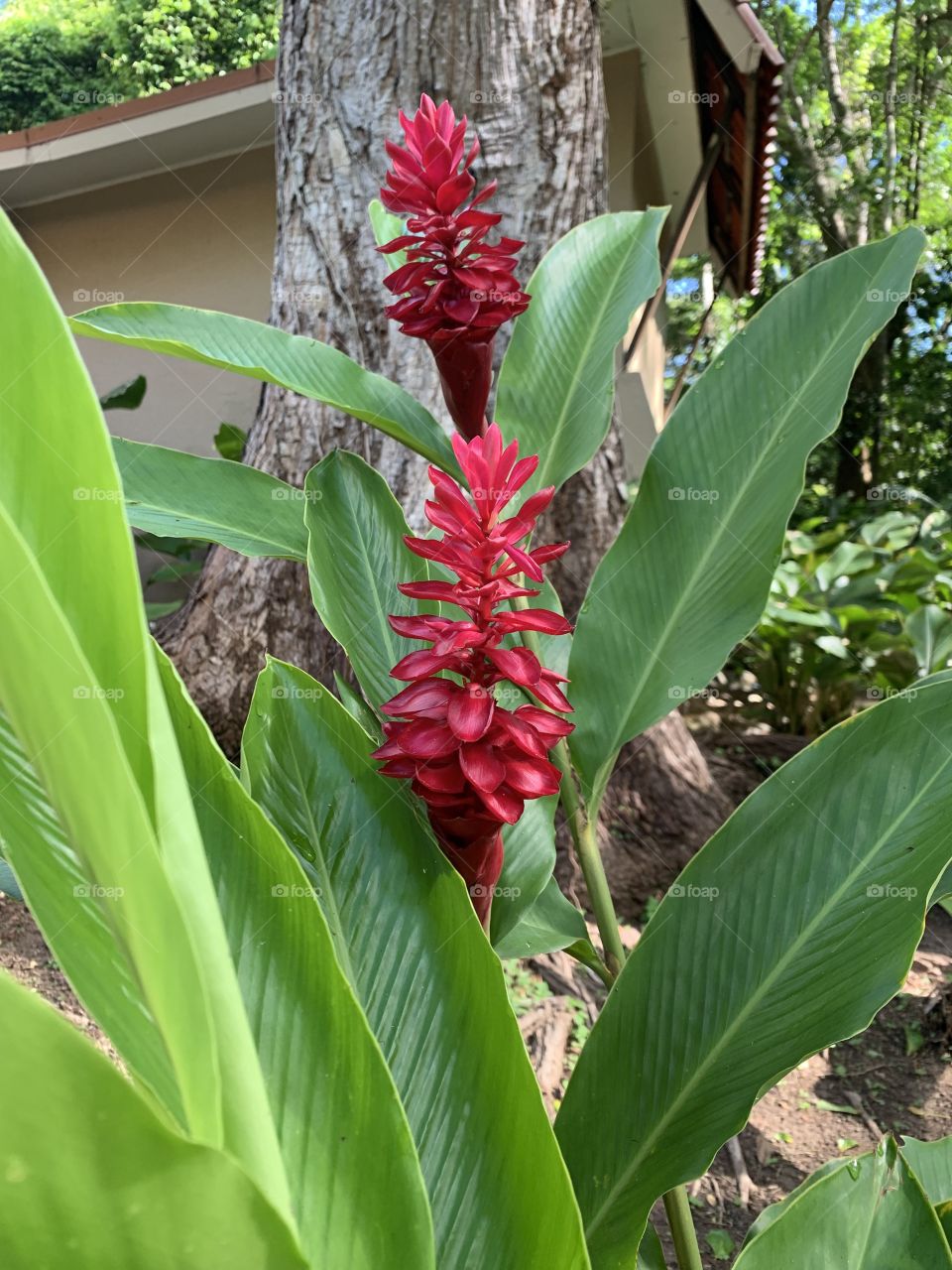Pretty red flowers in Costa Rica