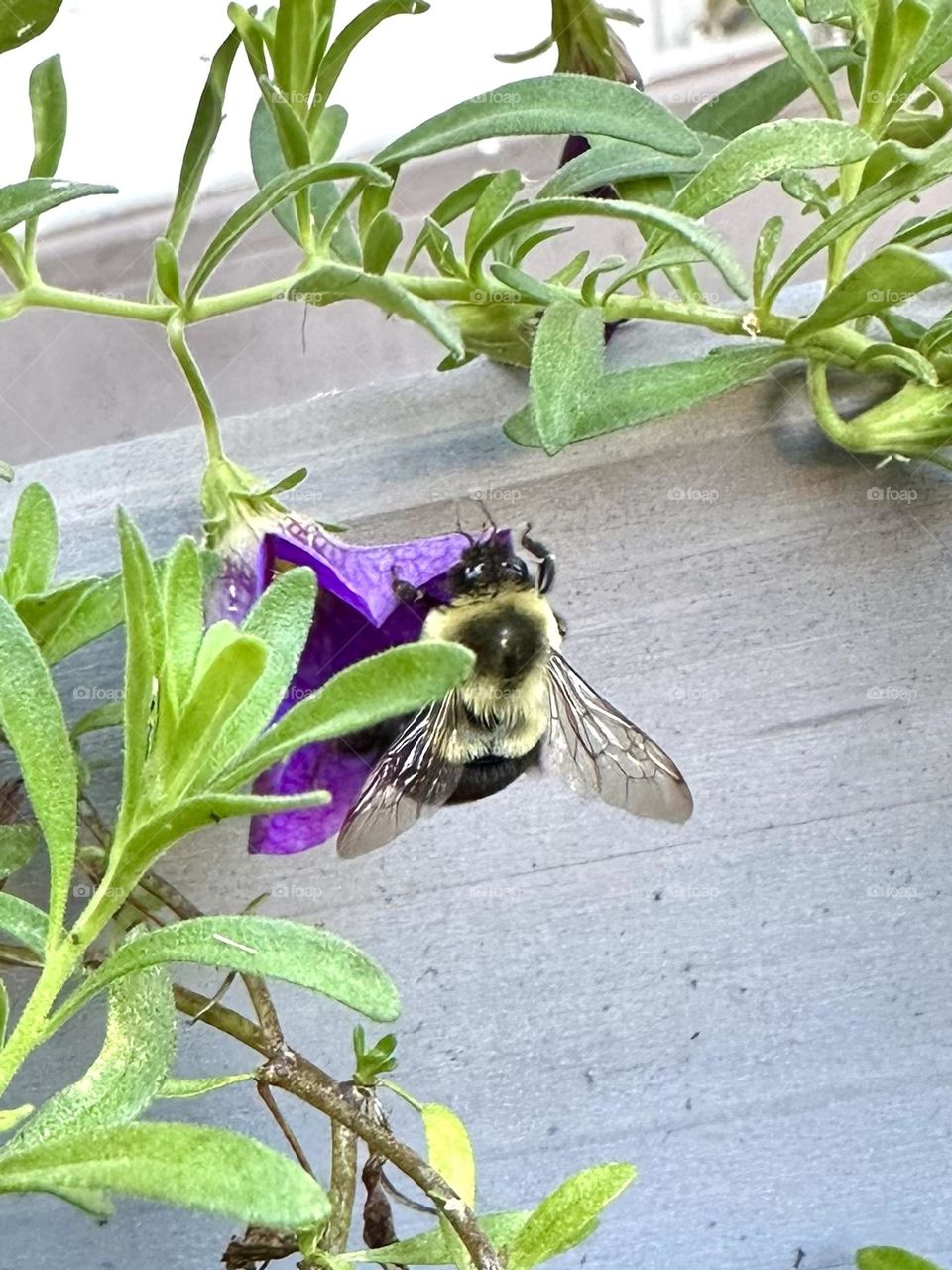 Common eastern bumble bee pollinating purple petunia flower summer backyard gardening neighborhood landscaping wildlife nature bug insect wings plant cart container garden