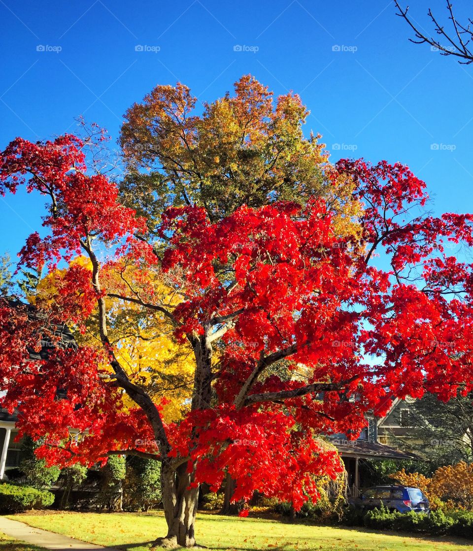 Red yellow here is autumn 