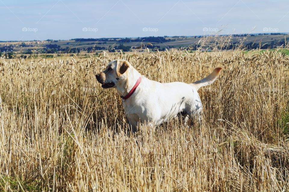 Dog with nature