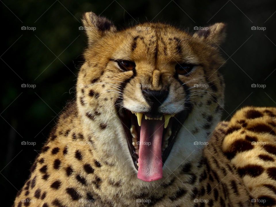 Cheetah roaring