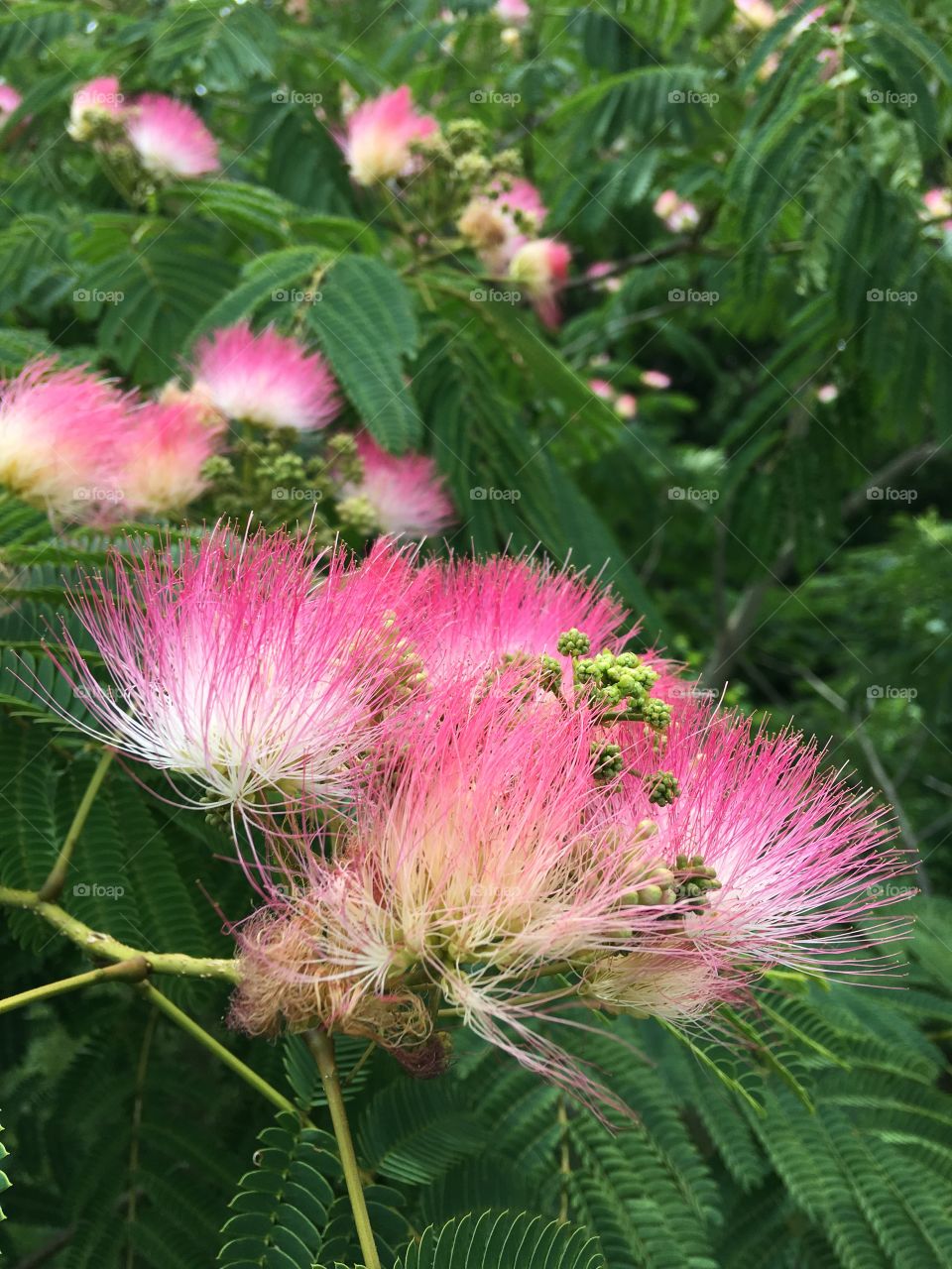 Mimosa blossom 